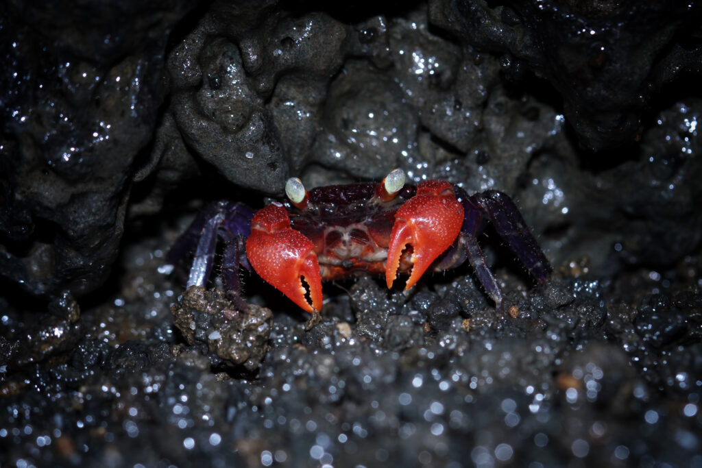 The Secret Life of Horseshoe Crabs